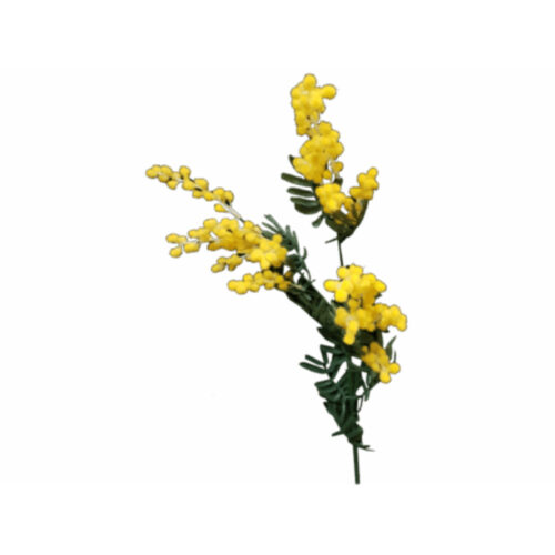 Australian Wattle Stem