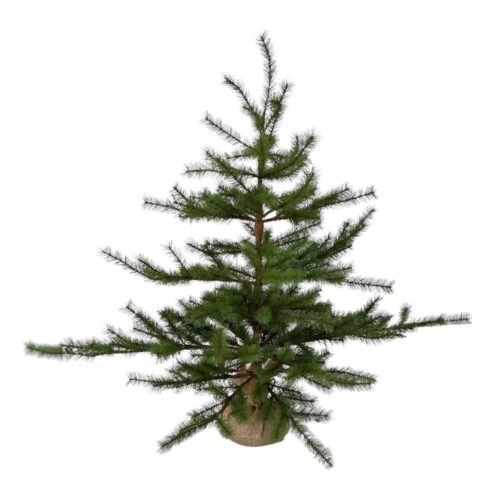 Monterey Pine Tree with Burlap Base