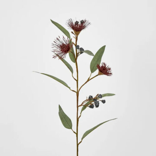 Flowering Gum - Burgundy