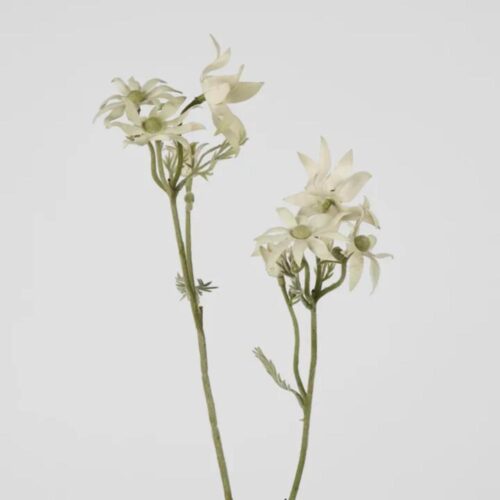 Flannel Flower Stem White