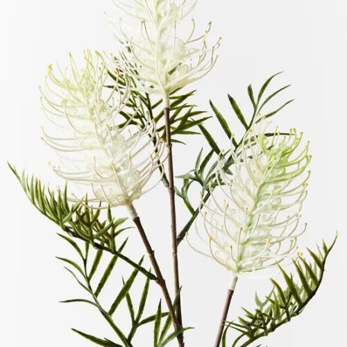 Grevillea Spray, White