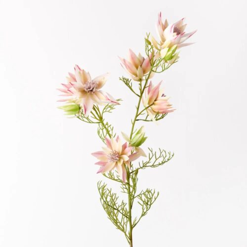 Blushing Bride Spray, Pink/Cream