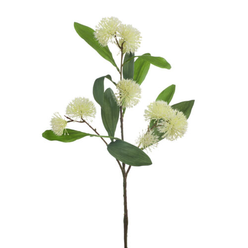 Sweet Gum Blossum, Cream