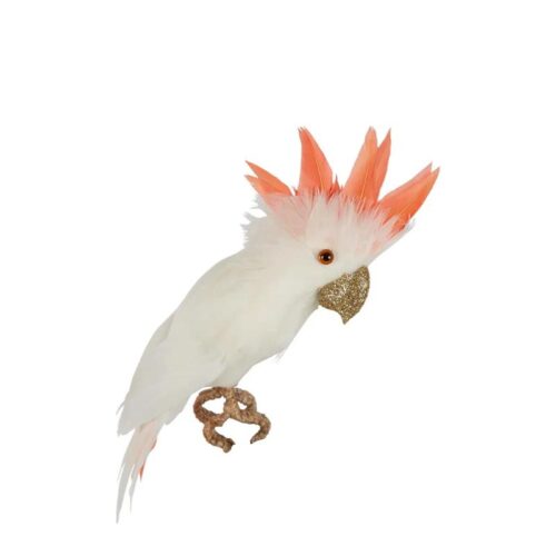 Galah with Gold Beak