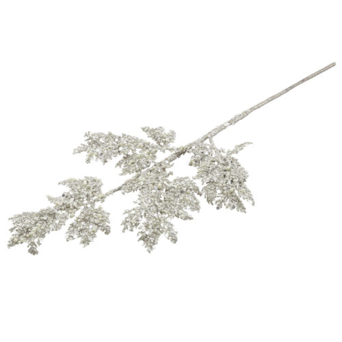 Cedar Spray Champagne