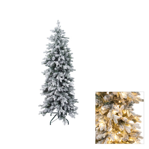 Perisher Pencil Pine 150cm