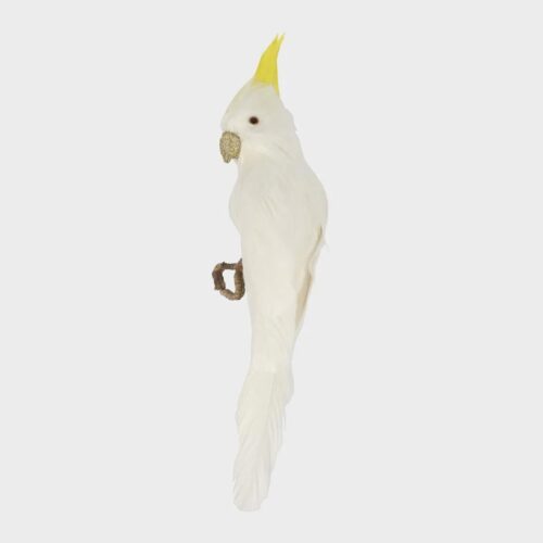 Bert the Cockatoo